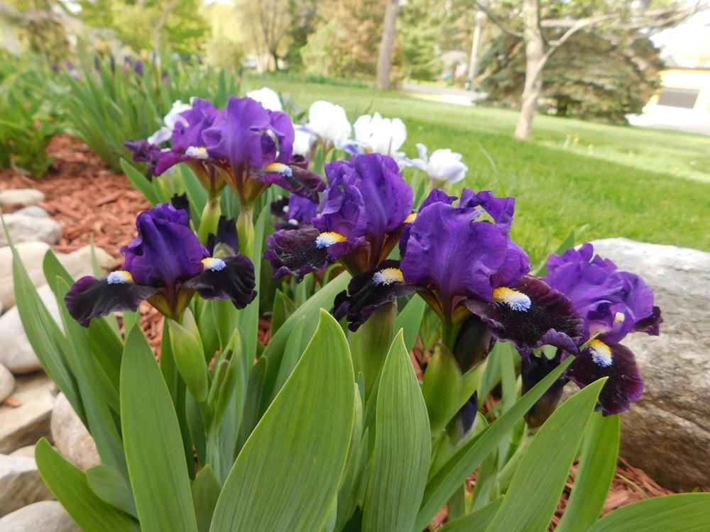 Photo of Standard Dwarf Bearded Iris (Iris 'Pulsator') uploaded by bramedog