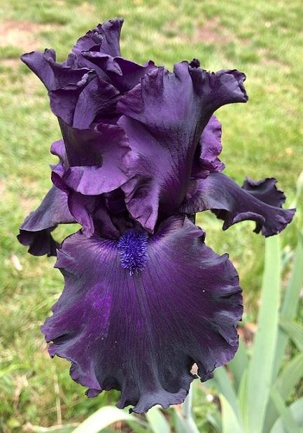 Photo of Tall Bearded Iris (Iris 'Ozark Rebounder') uploaded by flowerpower35