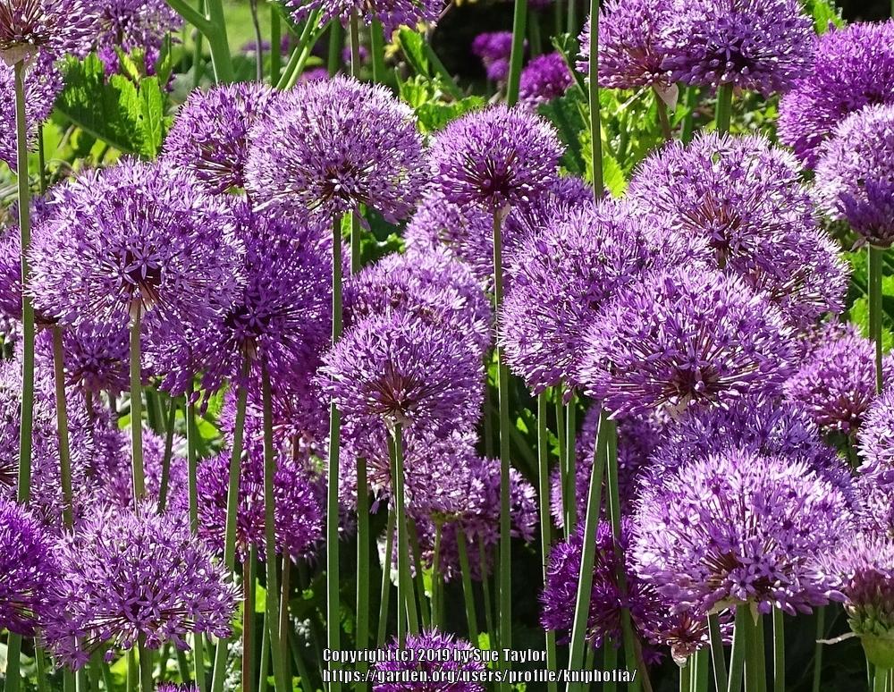 Photo of Flowering Onion (Allium 'Purple Sensation') uploaded by kniphofia