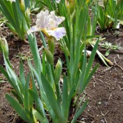 Location: Bend, my garden
Date: 2019-05-27
long lasting bloom