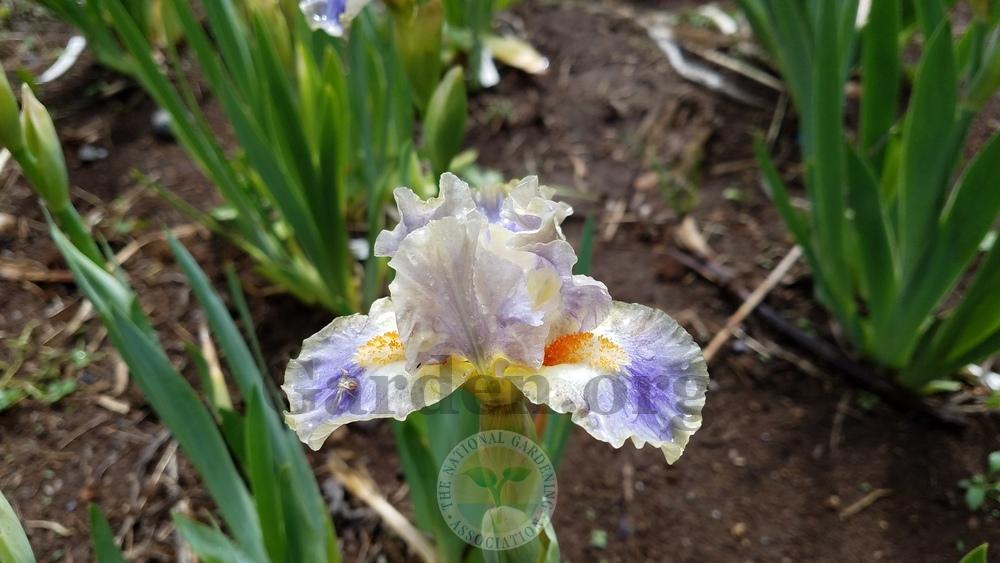 Photo of Standard Dwarf Bearded Iris (Iris 'Cher's Delight') uploaded by HighdesertNiki