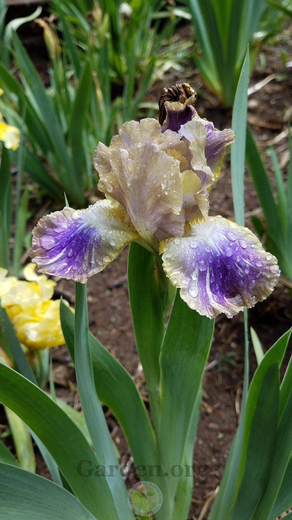 Photo of Standard Dwarf Bearded Iris (Iris 'Egghead') uploaded by HighdesertNiki