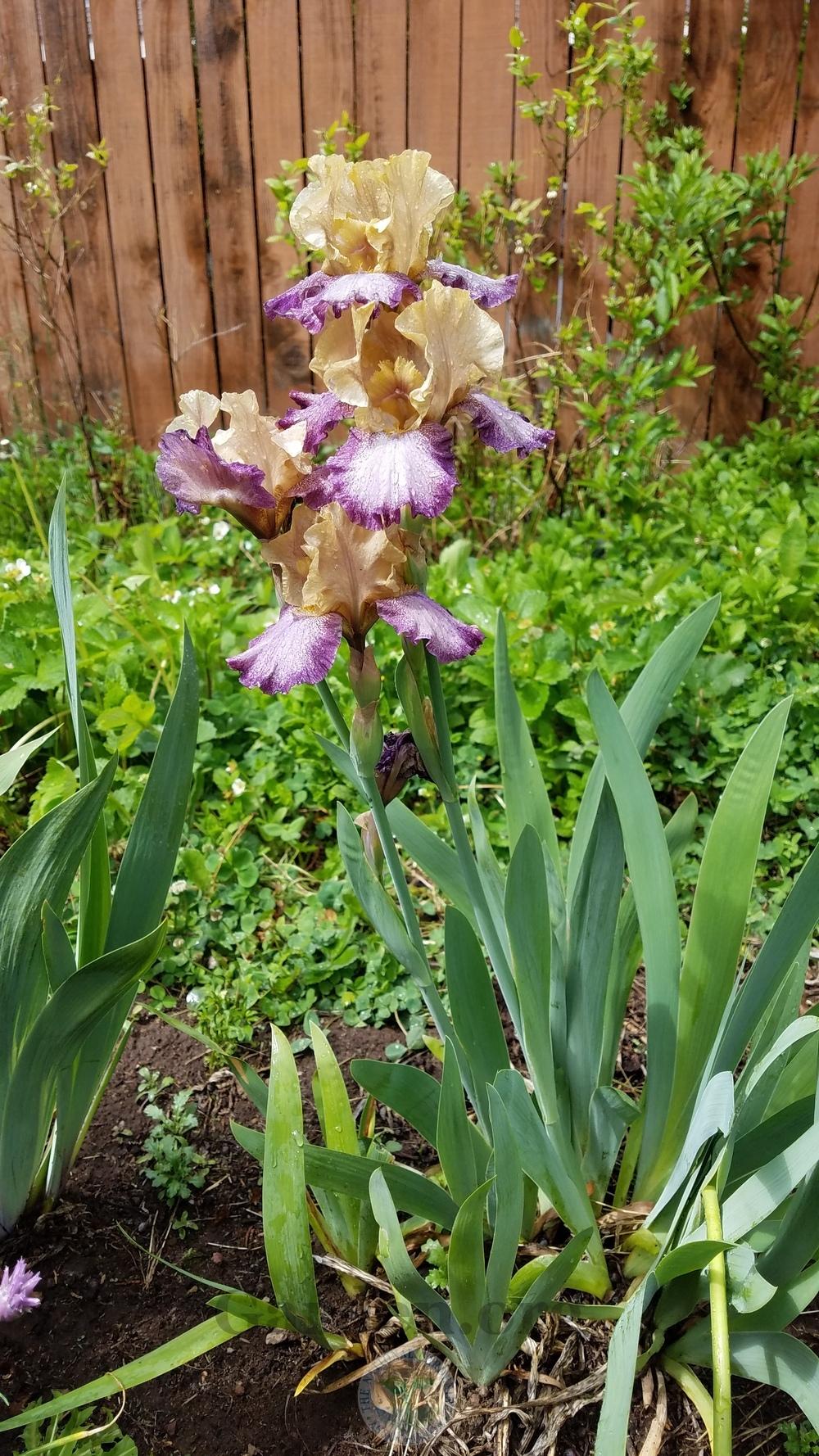 Photo of Intermediate Bearded Iris (Iris 'Faded Glory') uploaded by HighdesertNiki