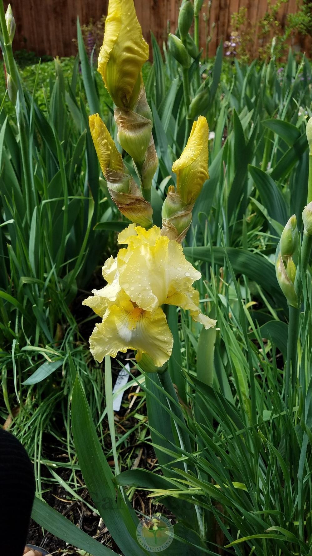 Photo of Tall Bearded Iris (Iris 'Corn Dance') uploaded by HighdesertNiki