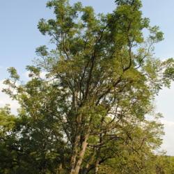 Location: Marshallton, Pennsylvania
Date: 2012-09-07
full-grown tree