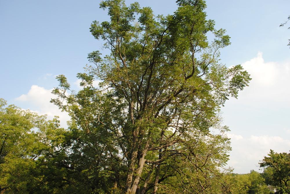 Photo of Kentucky Coffeetree (Gymnocladus dioicus) uploaded by ILPARW
