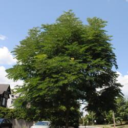 Location: Wayne, Pennsylvania
Date: 2011-07-17
mature tree in summer