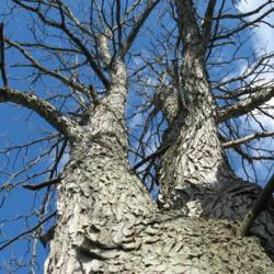 Location: Downingtown, Pennsylvania
Date: 2007-12-17
looking up trunk with gray bark curling outward