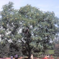 Location: Cantigny Gardens in Wheaton, Illinois
Date: summer in 1984
full-grown tree with immature pods