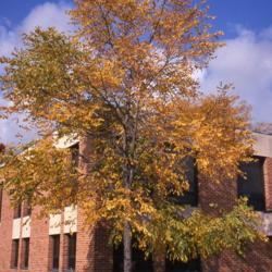 Location: Naperville, Illinois
Date: October of 1984
maturing tree in fall color