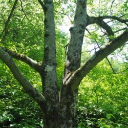 Location: Jenkins Arboretum in Berwyn, Pennsylvania
Date: 2019-05-26
dividing trunk