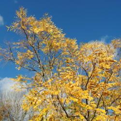 Location: Wayne, Pennsylvania
Date: 2015-10-30
tree crown in fall color