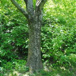 Location: Jenkins Arboretum in Berwyn, Pennsylvania
Date: 2019-05-26
big trunk