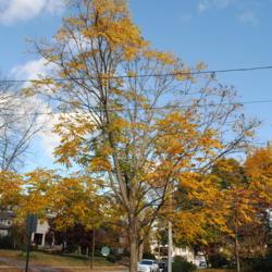 Location: Wayne, Pennsylvania
Date: 2015-10-30
some golden foliage left on tree