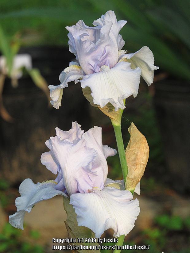 Photo of Tall Bearded Iris (Iris 'Silver Silk') uploaded by Lestv