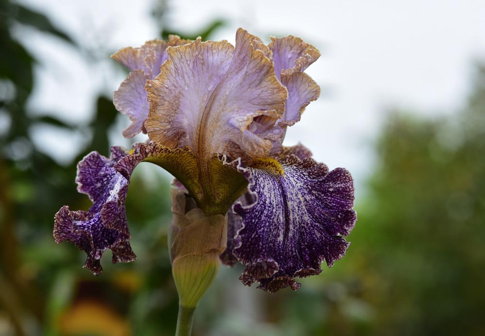 Photo of Tall Bearded Iris (Iris 'Dipped in Dots') uploaded by cliftoncat