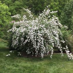 Location: Winterthur Garden, Winterthur, Delaware
Date: 2019-05-26
Label identified this plant as Deutzia x magnifica