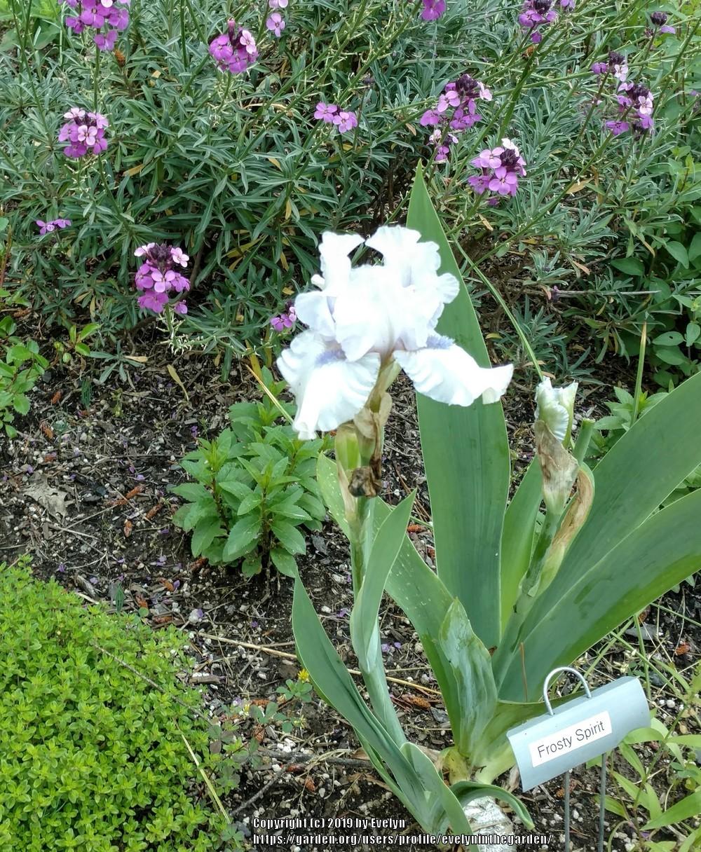 Photo of Border Bearded Iris (Iris 'Frosty Spirit') uploaded by evelyninthegarden