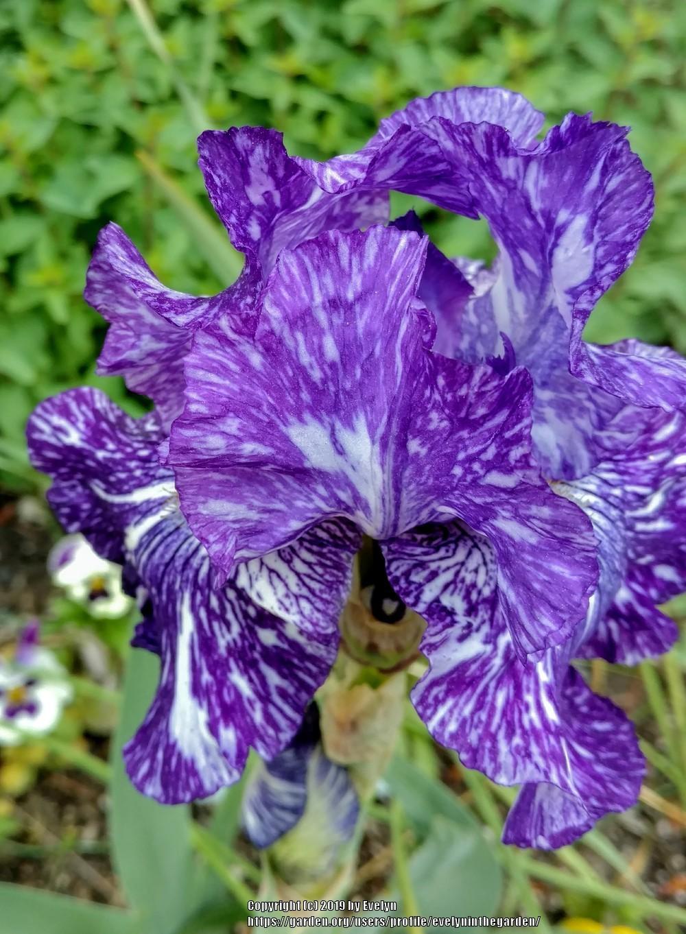 Photo of Border Bearded Iris (Iris 'Batik') uploaded by evelyninthegarden