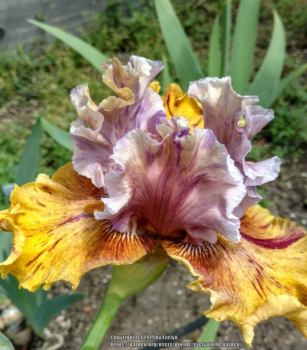 Photo of Tall Bearded Iris (Iris 'Dewuc Whatic') uploaded by evelyninthegarden