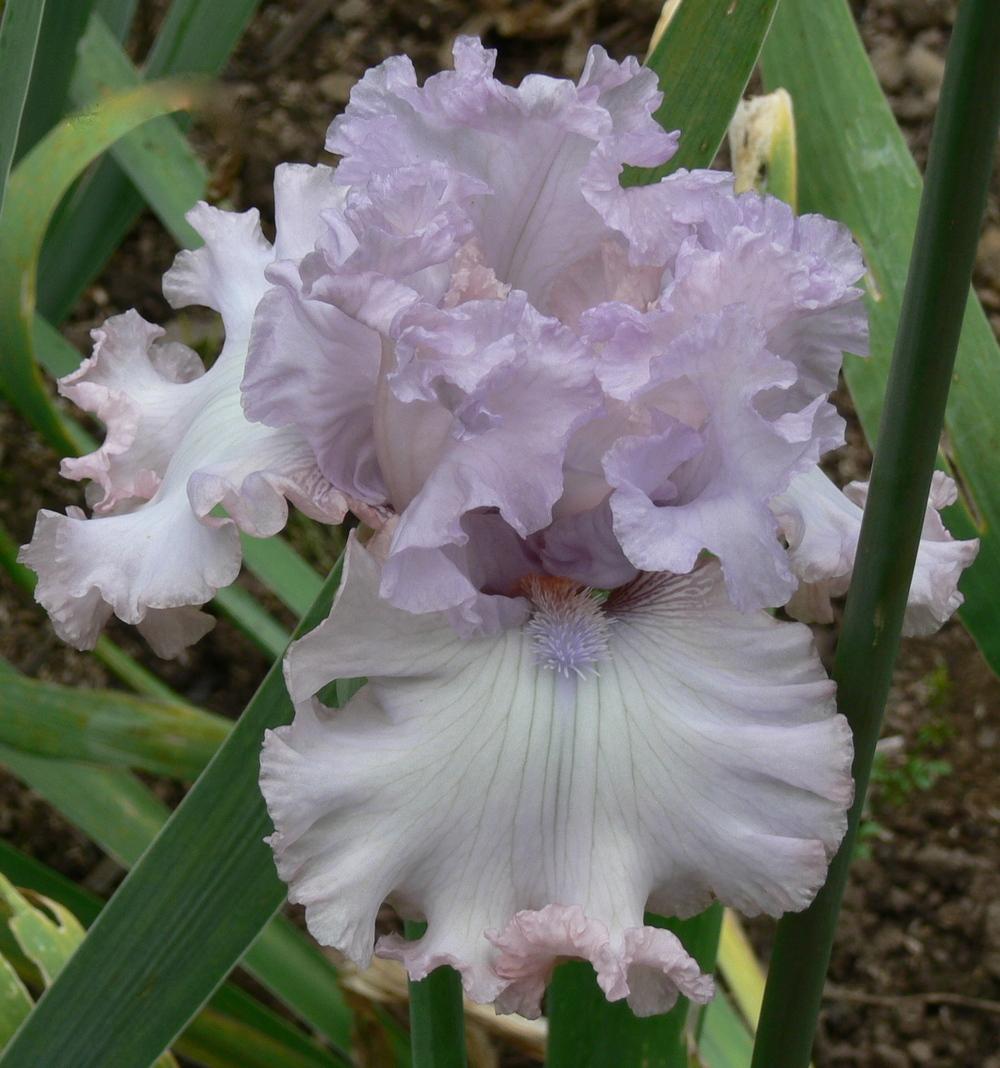 Photo of Tall Bearded Iris (Iris 'Poem of Love') uploaded by janwax