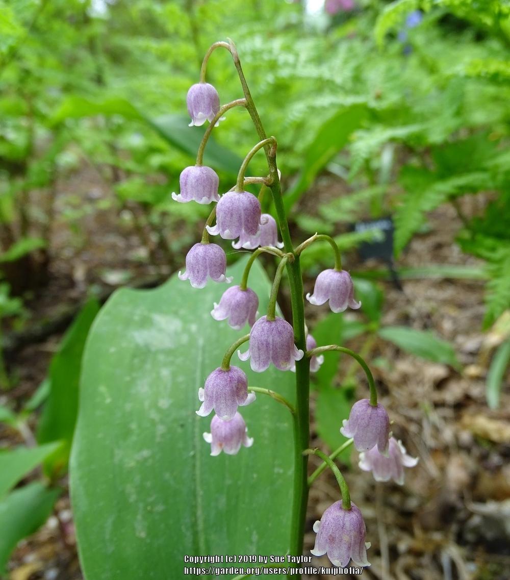 Photo of Pink Lily of the Valley (Convallaria majalis 'Rosea') uploaded by kniphofia