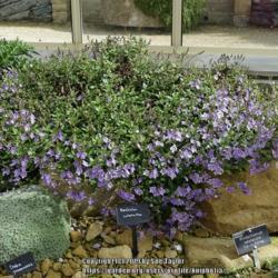 Location: RHS Harlow Carr alpine house, Yorkshire
Date: 2019-05-25