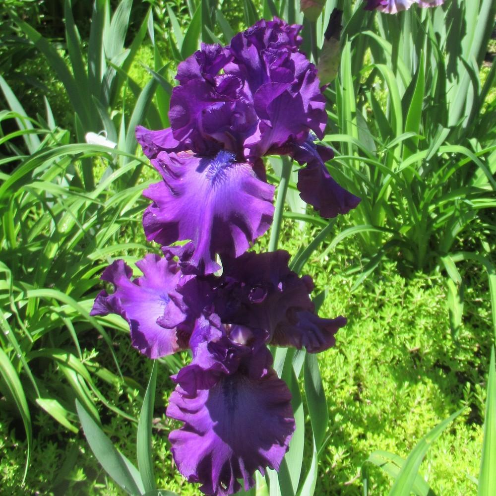 Photo of Tall Bearded Iris (Iris 'Swingtown') uploaded by stilldew