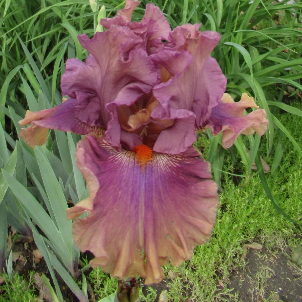 Photo of Tall Bearded Iris (Iris 'Fly Your Colors') uploaded by stilldew