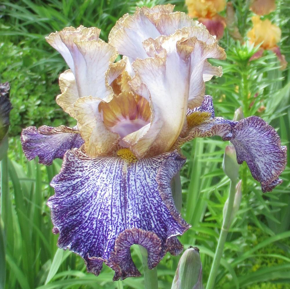 Photo of Tall Bearded Iris (Iris 'Dipped in Dots') uploaded by stilldew