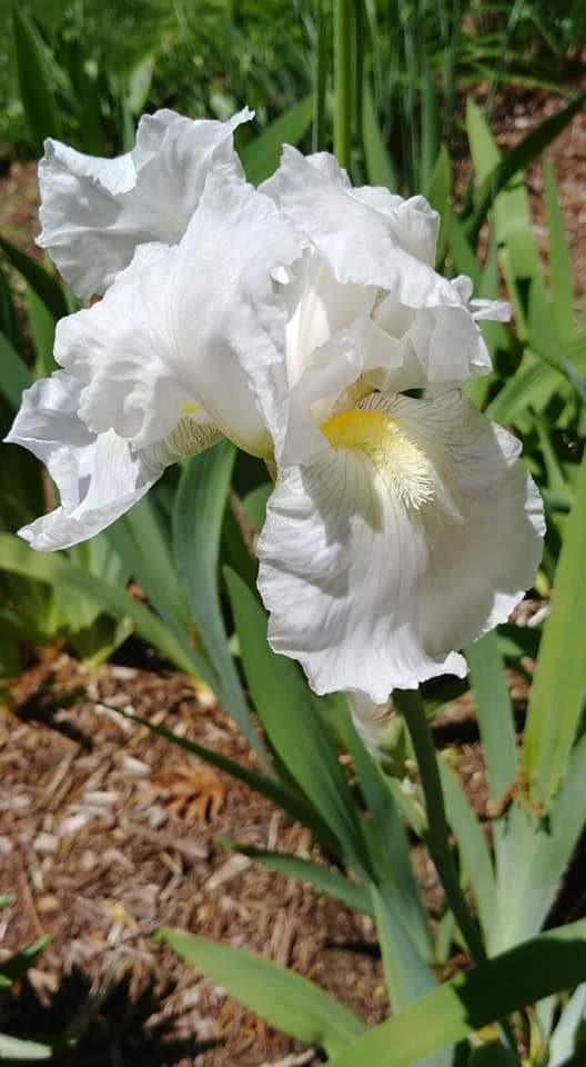 Photo of Tall Bearded Iris (Iris 'Immortality') uploaded by ElyceC