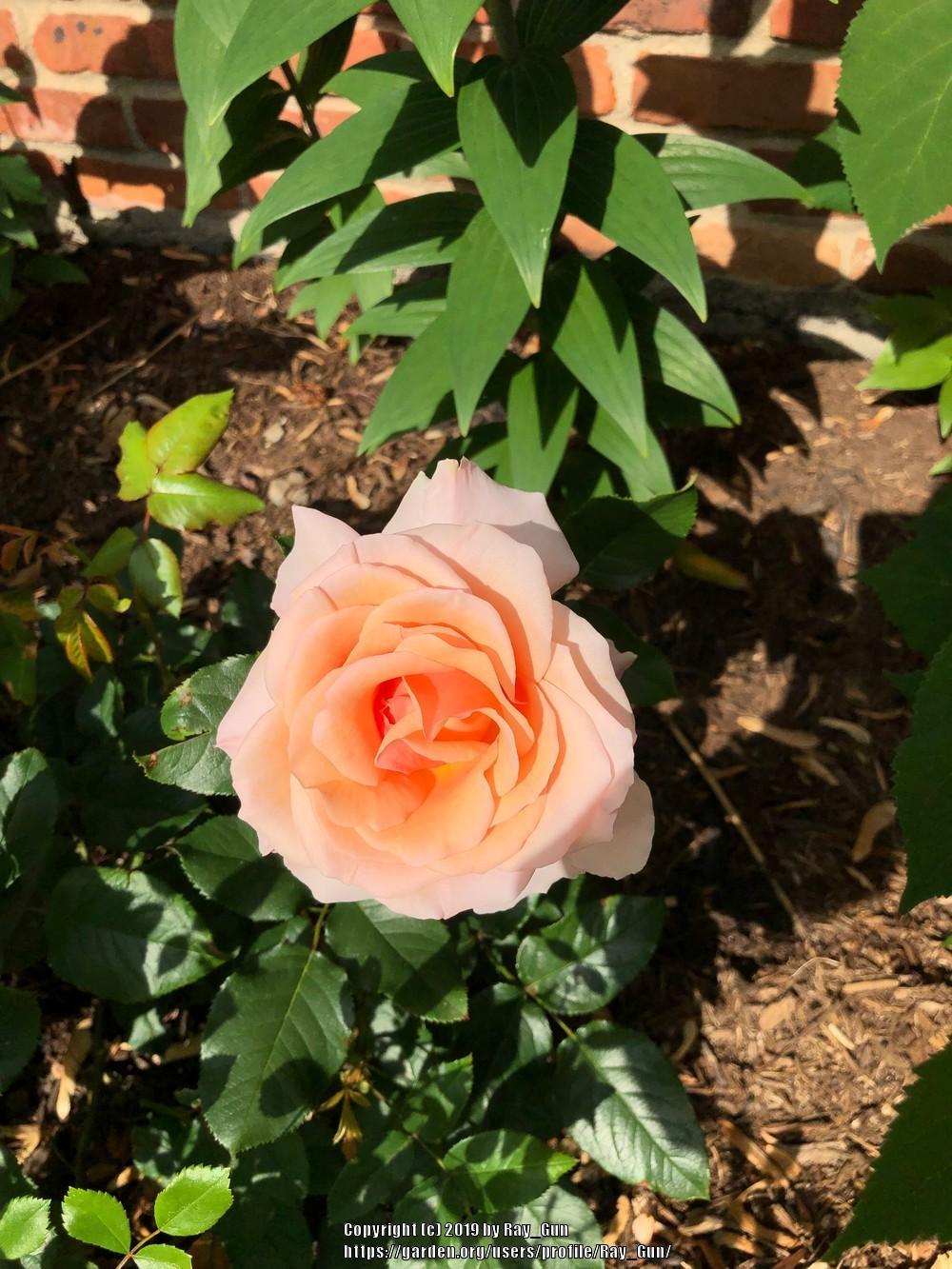 Photo of Rose (Rosa 'Mother of Pearl') uploaded by Ray_Gun