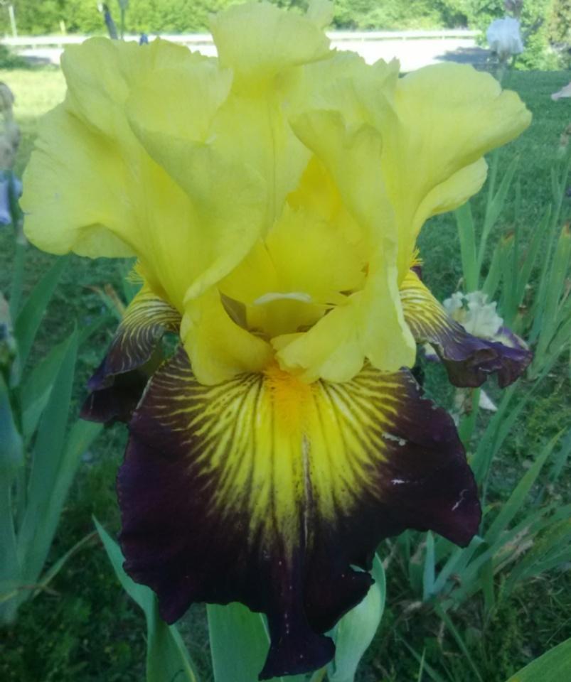 Photo of Tall Bearded Iris (Iris 'Snapshot') uploaded by Tiff2884
