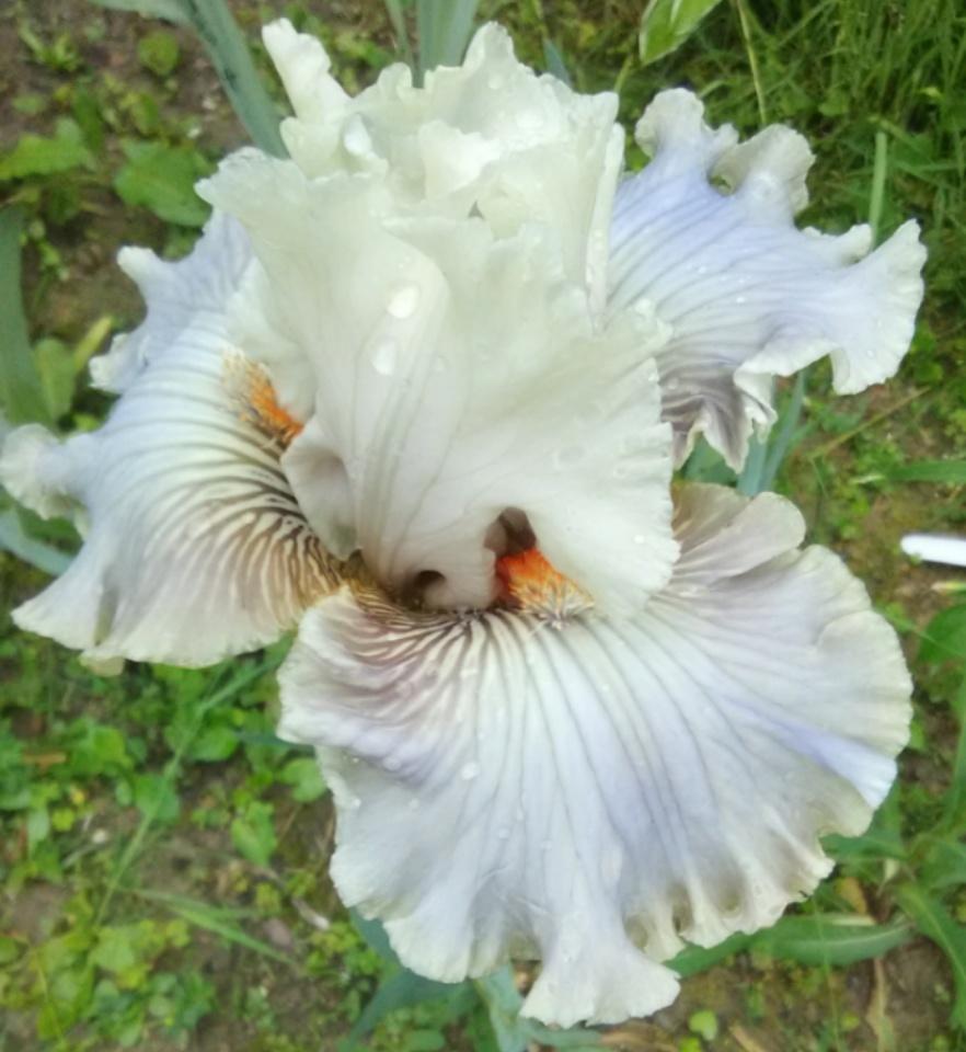 Photo of Tall Bearded Iris (Iris 'Ghost Writer') uploaded by Tiff2884