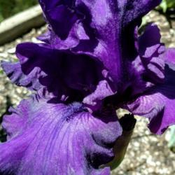 Location: My garden
Date: 2019-05-25
A nice purple iris!