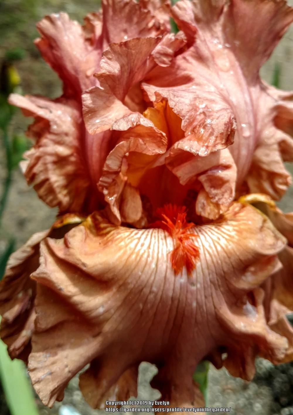 Photo of Tall Bearded Iris (Iris 'Rusty Taylor') uploaded by evelyninthegarden