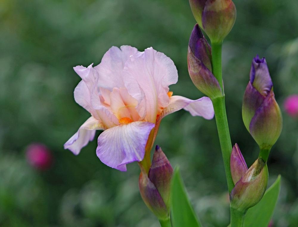 Photo of Miniature Tall Bearded Iris (Iris 'Tic Tac Toe') uploaded by evermorelawnless