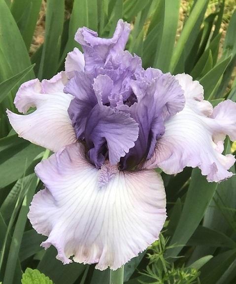 Photo of Tall Bearded Iris (Iris 'Best Friend') uploaded by flowerpower35