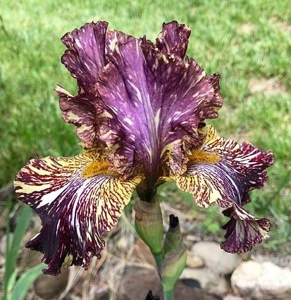 Photo of Tall Bearded Iris (Iris 'Bewilderbeast') uploaded by flowerpower35