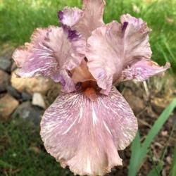 Location: Carrie's garden, Trail, Oregon
Date: 2019-05-27
More purple shading showing through on this bloom, pretty!