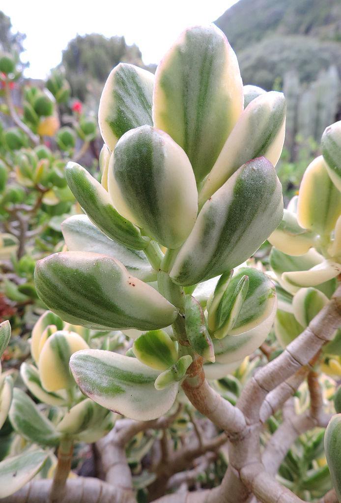 Photo of Jade Plant (Crassula ovata 'Lemon & Lime') uploaded by robertduval14