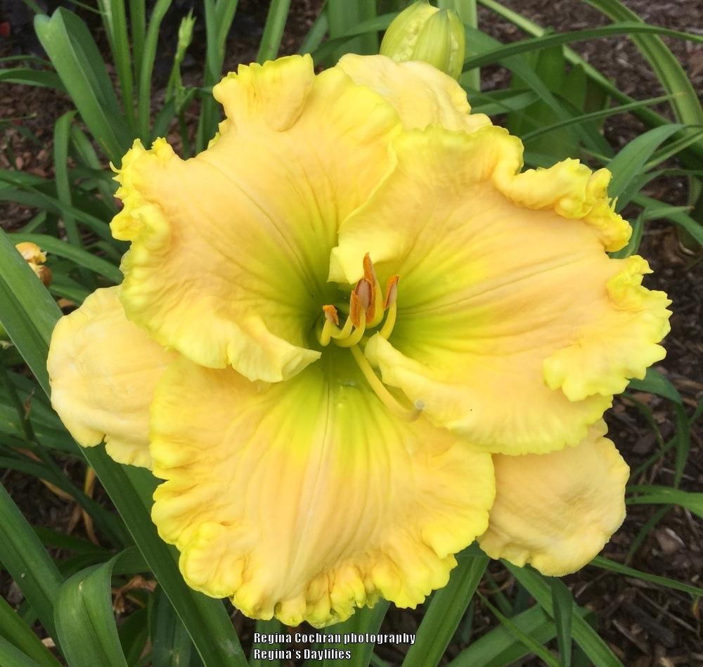 Photo of Daylily (Hemerocallis 'Jolly Good Yellow') uploaded by scflowers