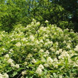Location: Jenkins Arboretum in Berwyn, Pennsylvania
Date: 2019-05-26
flower clusters and spring foliage