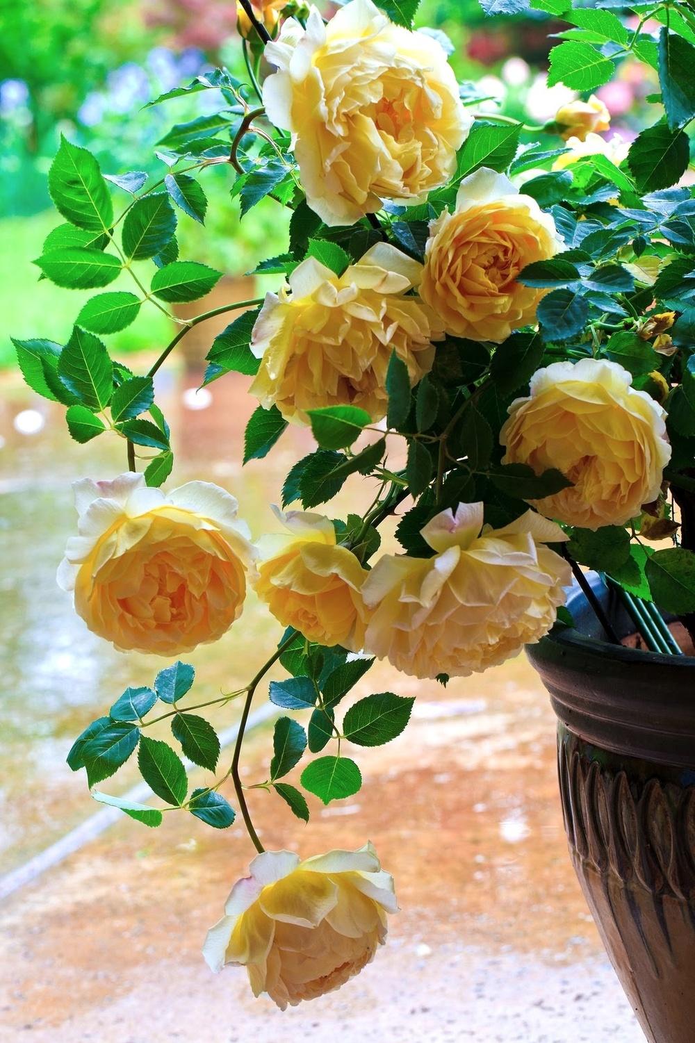 Photo of Rose (Rosa 'Golden Celebration') uploaded by Lynnez