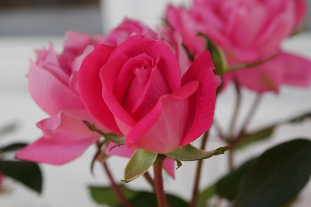 Photo of Rose (Rosa 'Pink Double Knock Out') uploaded by svslabaugh