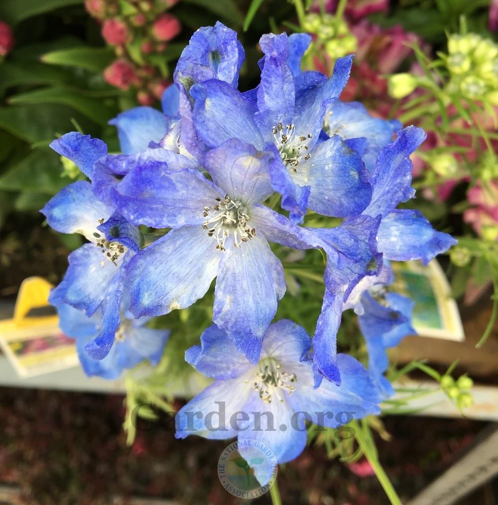 Photo of Chinese Delphinium (Delphinium grandiflorum 'Blue Mirror') uploaded by BlueOddish