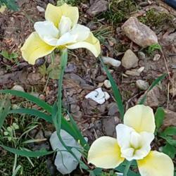 Location: Daisydo's garden
Date: 2019-05
Butter and Sugar siberian iris