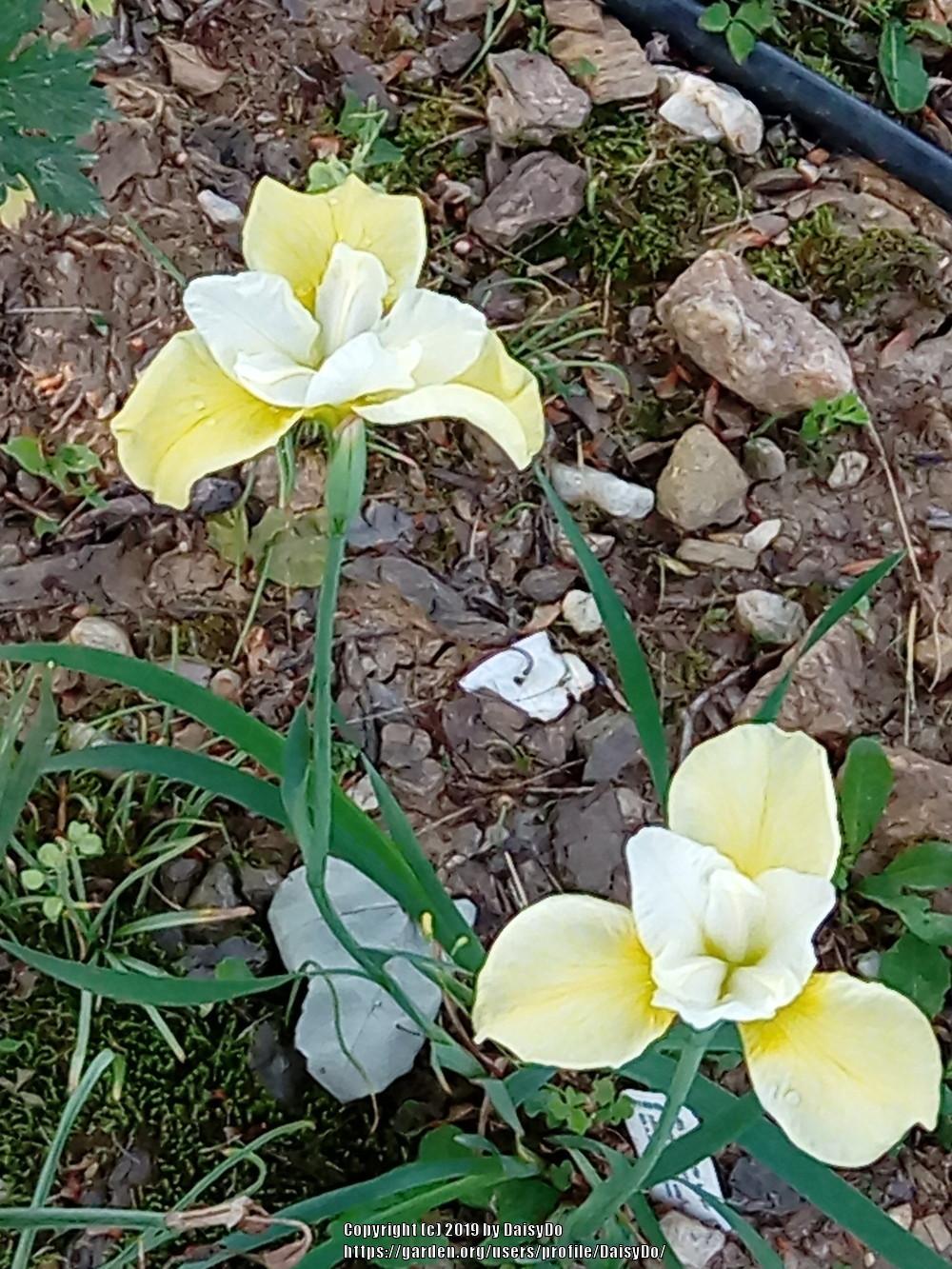 Photo of Siberian Iris (Iris 'Butter and Sugar') uploaded by DaisyDo