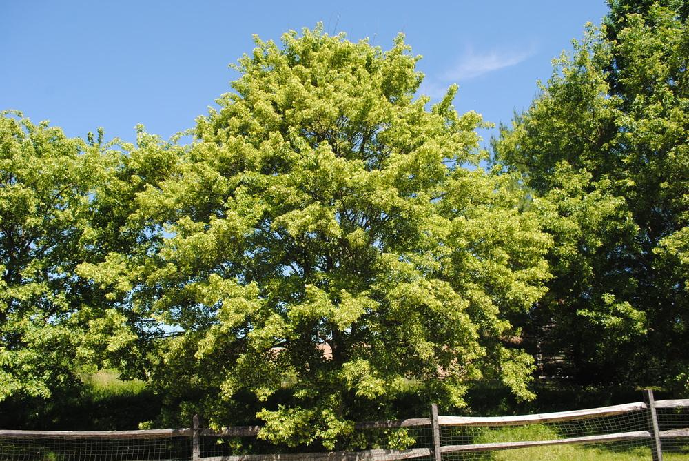 Photo of Trident Maple (Acer buergerianum) uploaded by ILPARW
