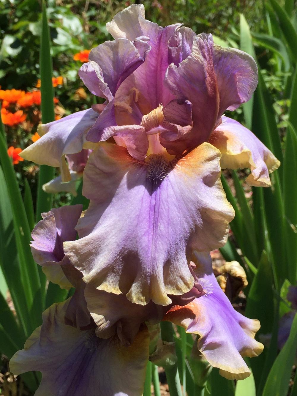 Photo of Tall Bearded Iris (Iris 'So Unusual') uploaded by LolosGarden